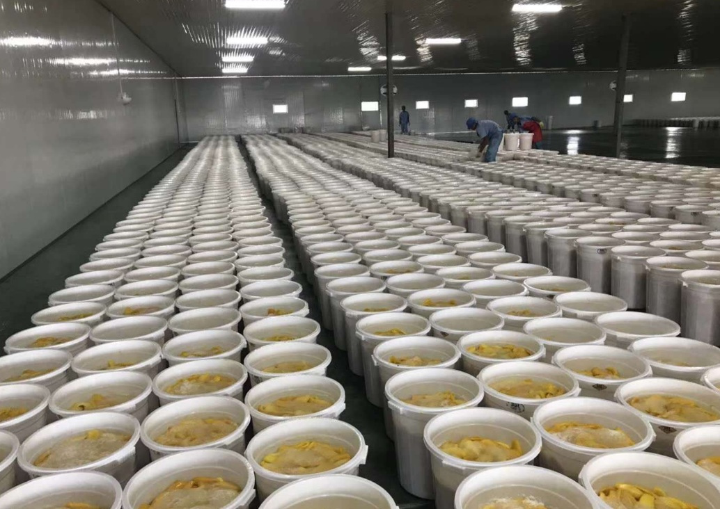 芒果不耐存儲，芒果烘干機解煩憂！